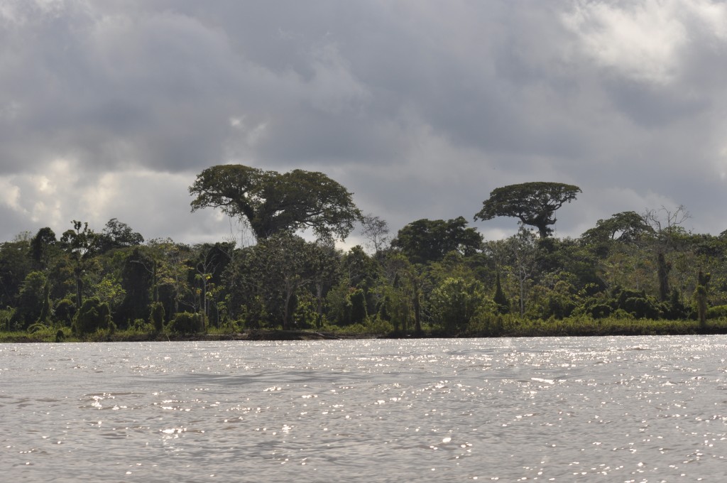 Amazonas-Regenwald bei Leticia